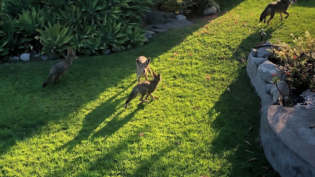 Photo of Outdoor in Cypress Park