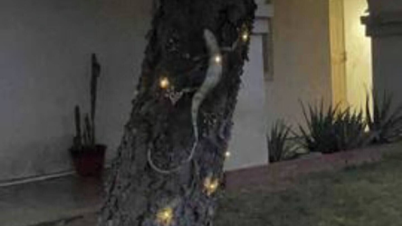 Photo of Outdoor in Rialto