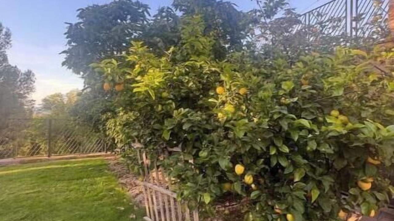 Photo of Outdoor in Orange