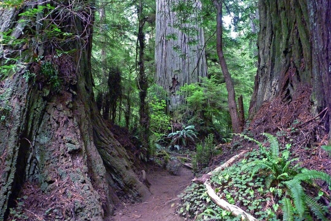 Photo of Others in Crescent City