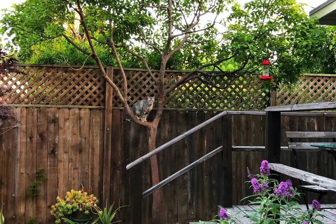 Photo of Outdoor in Belmont Heights