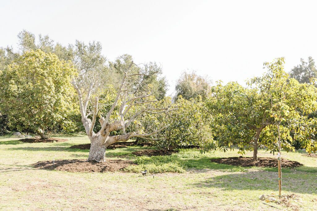 Photo of Others in Montecito