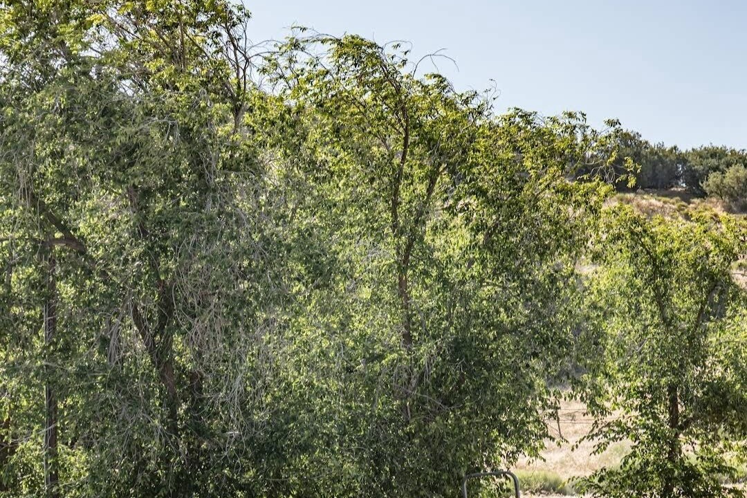 Photo of Outdoor in Maricopa