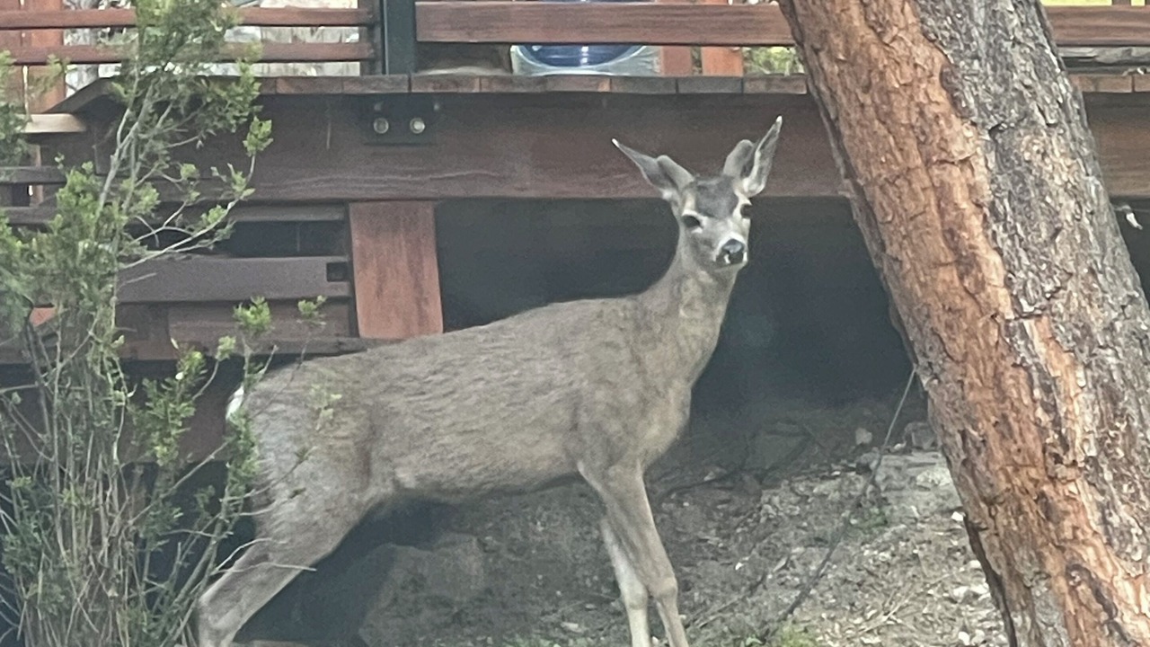 Photo of Others in Idyllwild