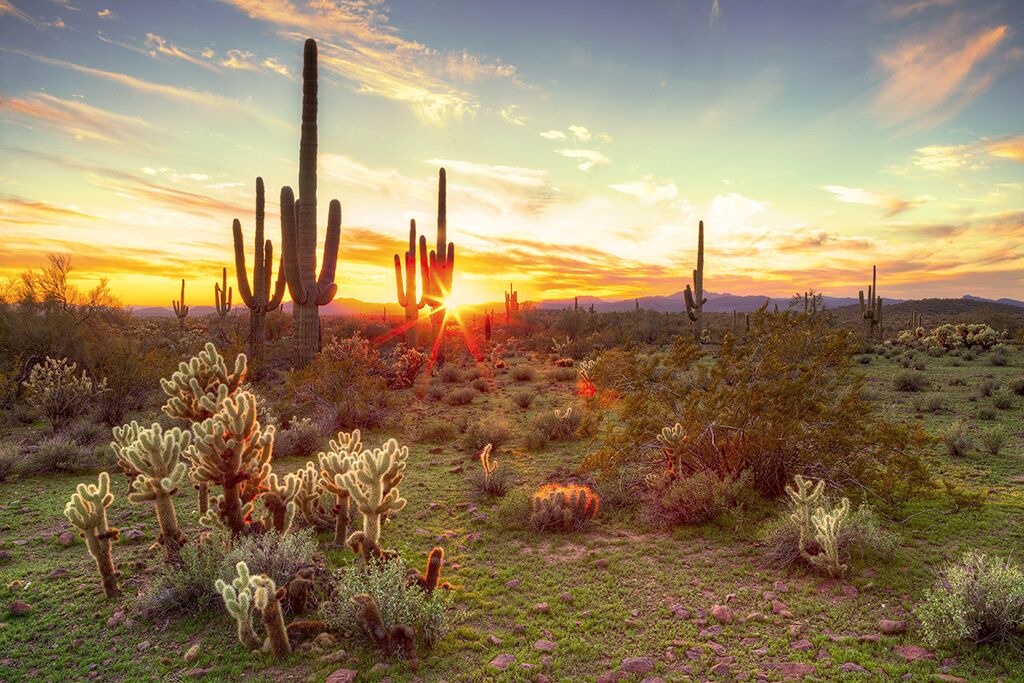 Photo of Others in Twin Palms