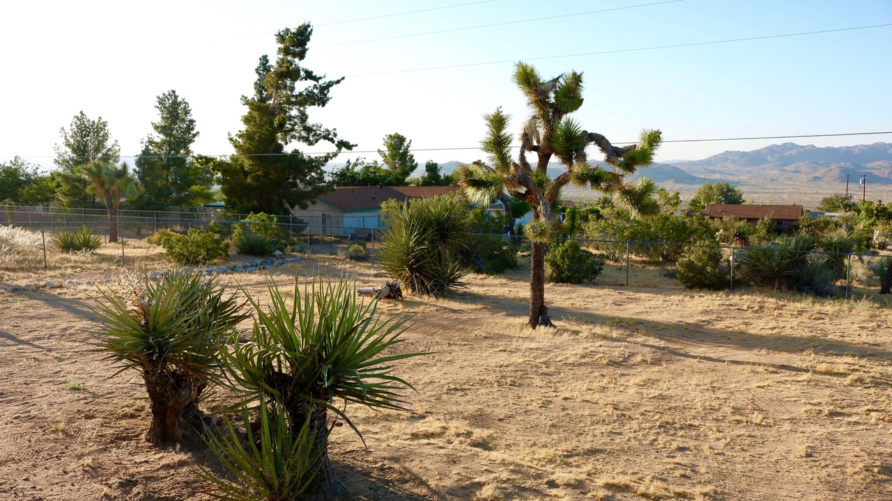 Photo of Others in Joshua Tree