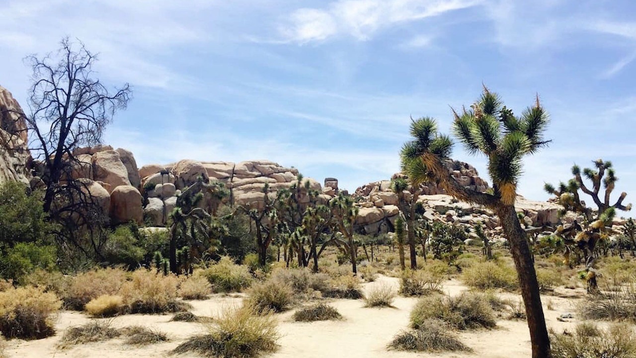 Photo of Others in Joshua Tree