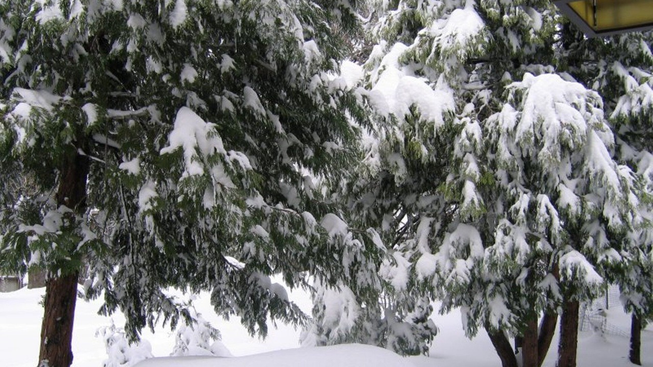 Photo of Others in Cedar Glen