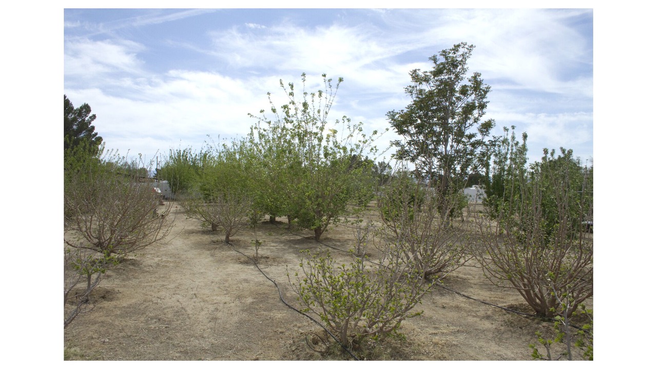 Photo of Others in Rosamond