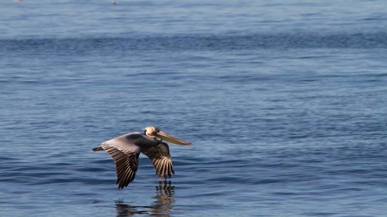 Photo of Others in Leucadia