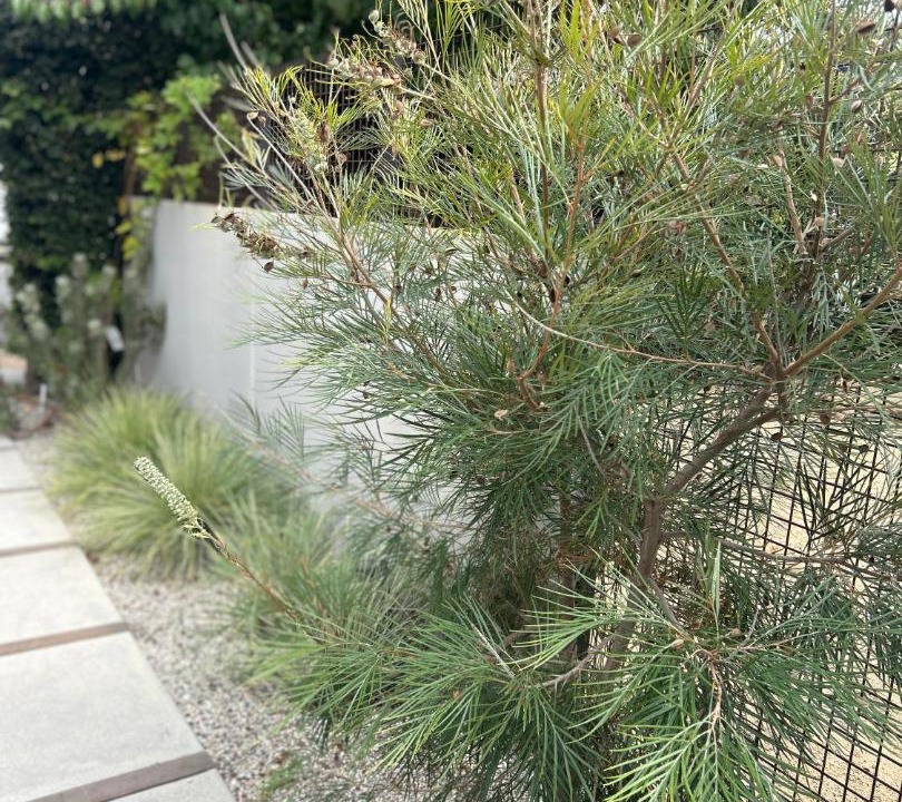 Photo of Outdoor in Sawtelle