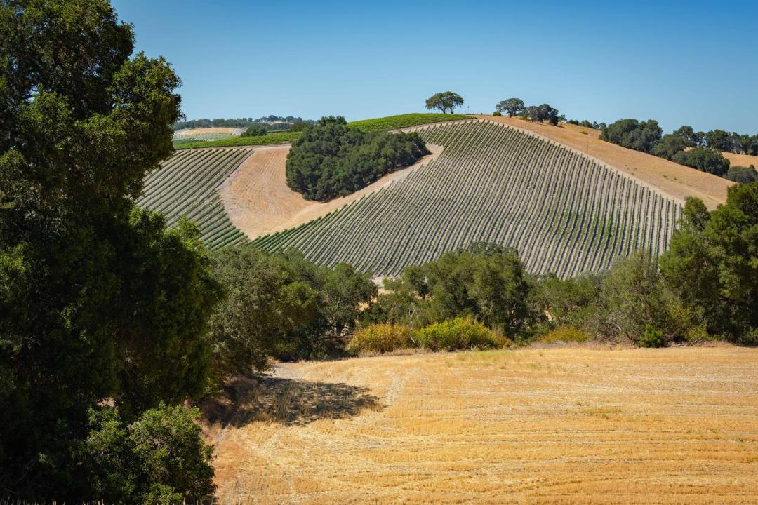 Photo of Others in Paso Robles