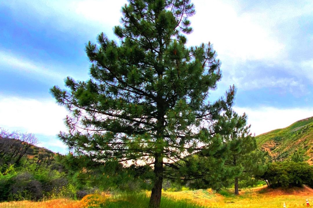 Photo of Others in Ojai