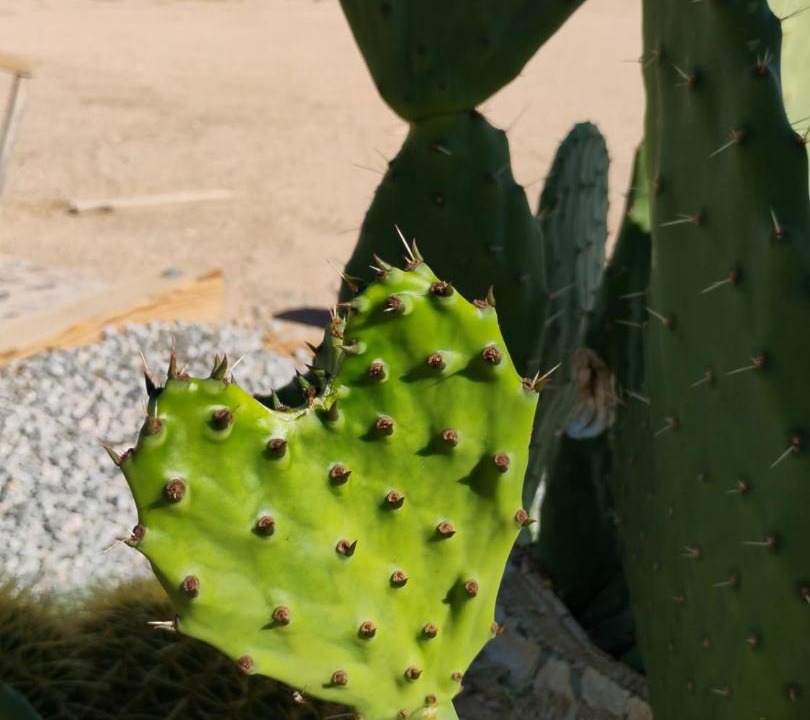 Photo of Others in Joshua Tree