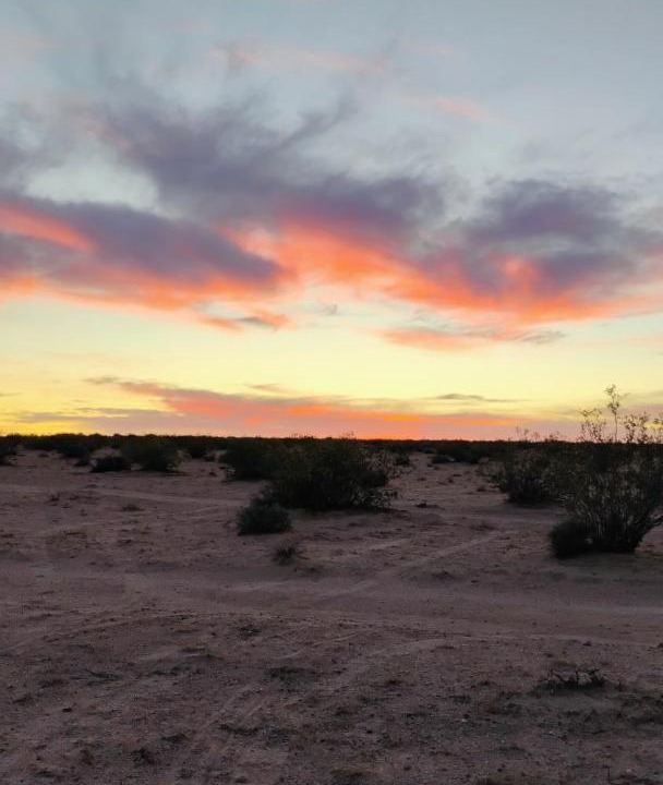 Photo of Others in Joshua Tree