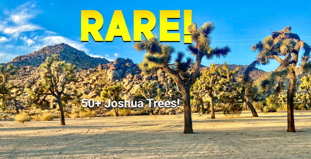 Photo of Others in Joshua Tree