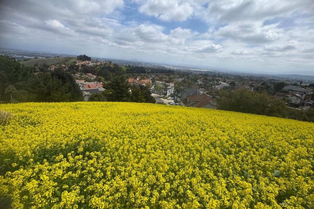 Photo of Others in Chino Hills
