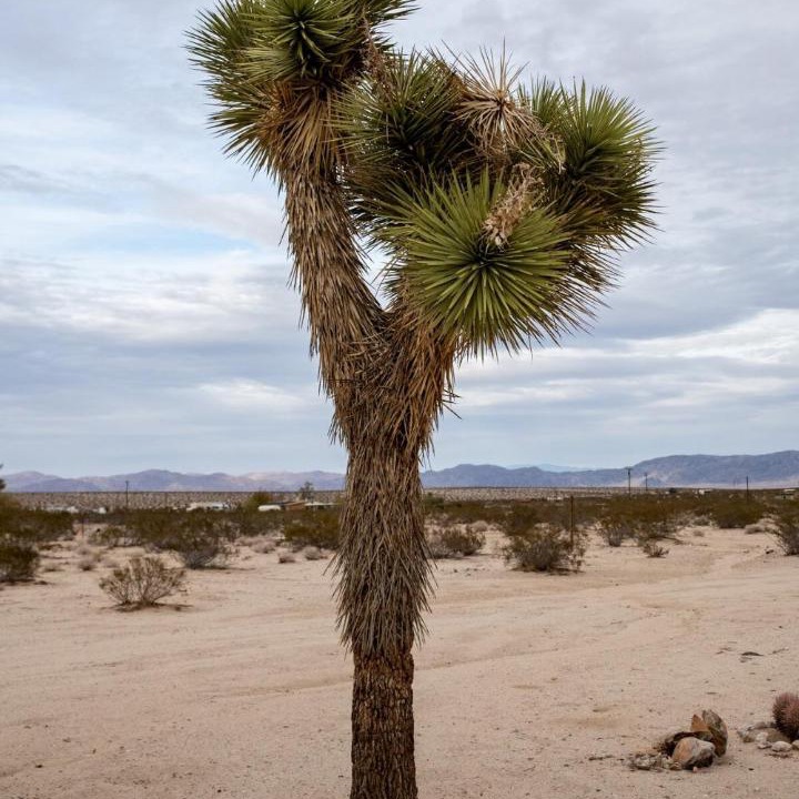Photo of Others in Joshua Tree