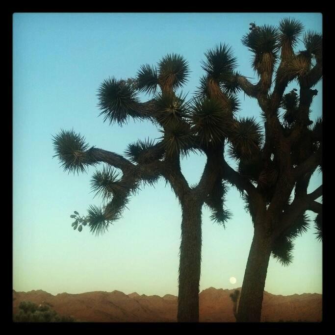 Photo of Others in Joshua Tree Highlands