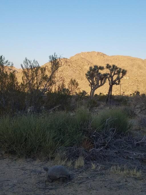 Photo of Others in Joshua Tree Highlands