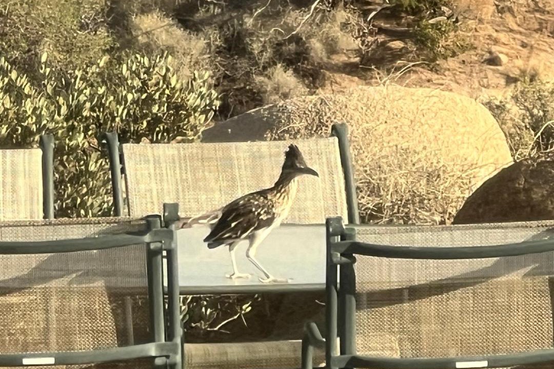 Photo of Others in Yucca Valley