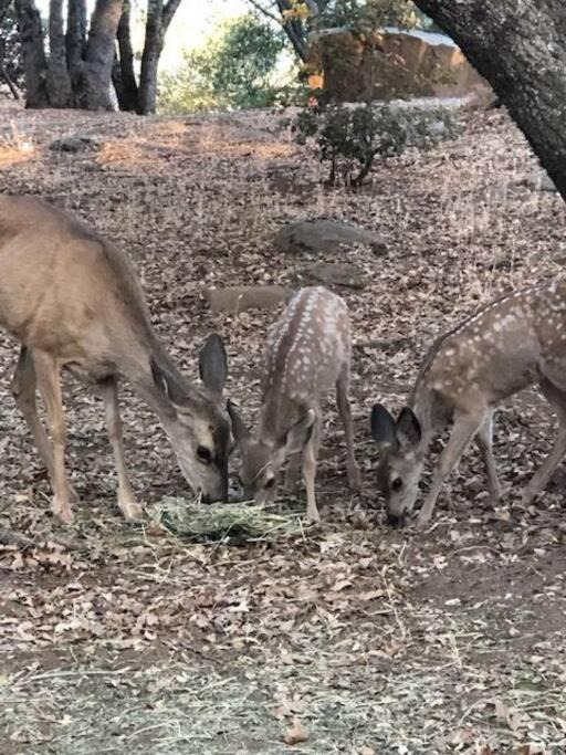 Photo of Others in Mariposa