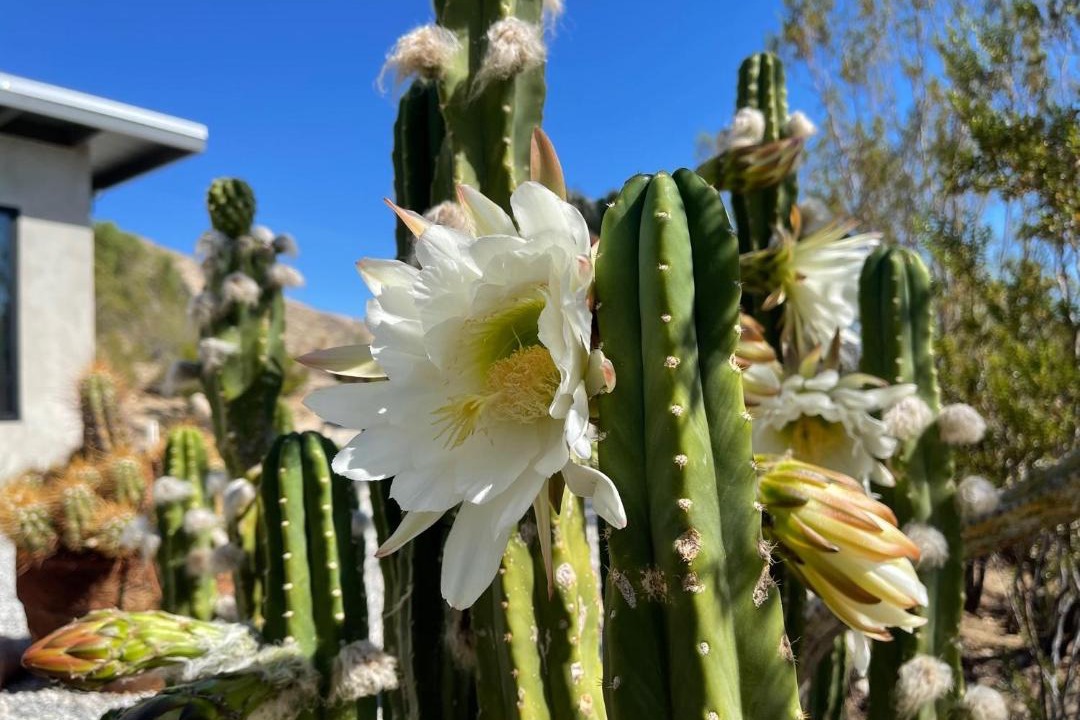Photo of Others in Morongo Valley