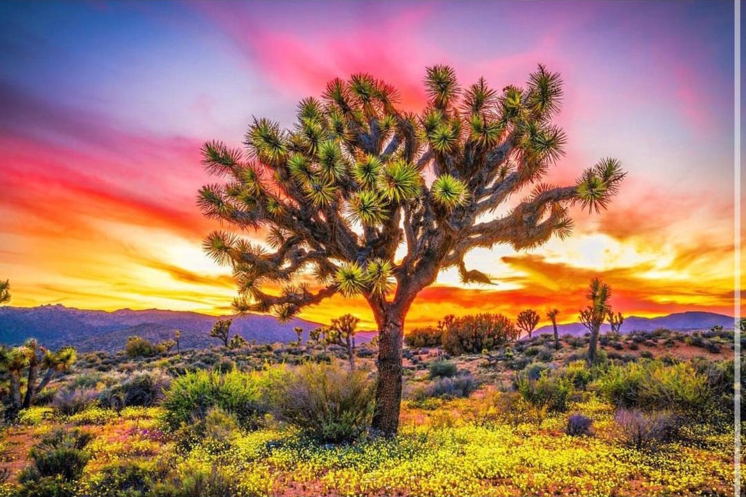 Photo of Outdoor in Joshua Tree Highlands