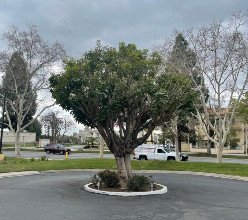 Photo of Others in Chino