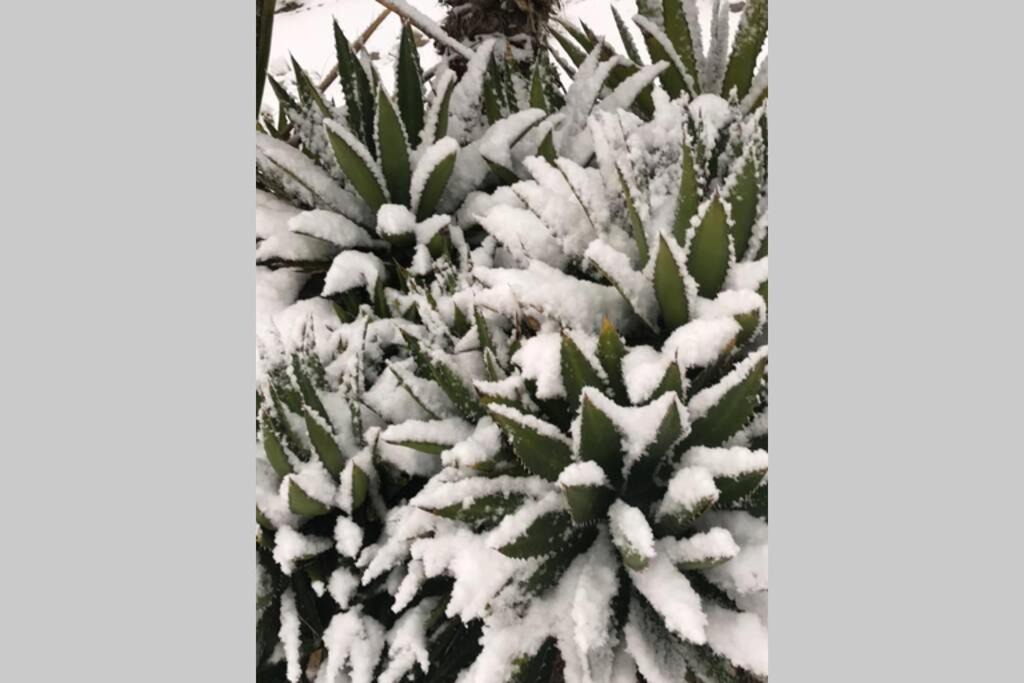Photo of Others in Joshua Tree Highlands