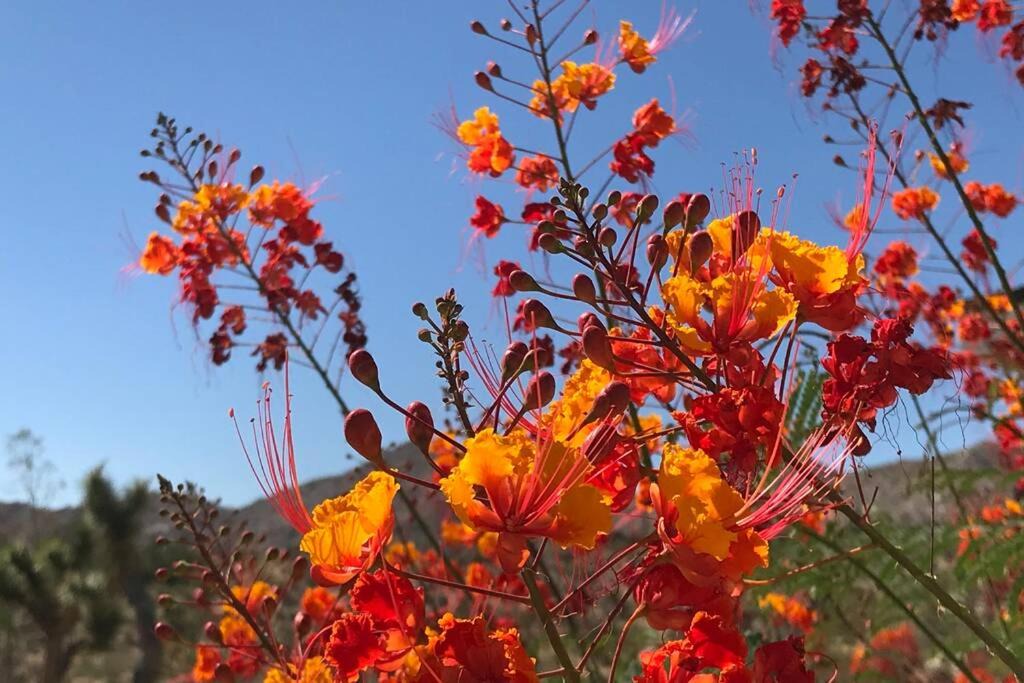 Photo of Others in Joshua Tree Highlands