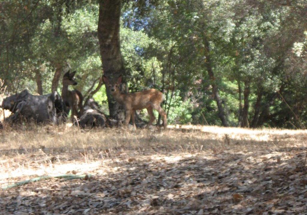 Photo of Outdoor in Mariposa